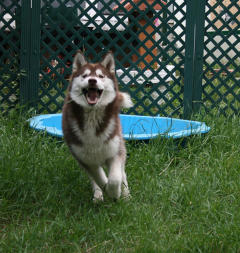 Siberian Husky Nordic Fire