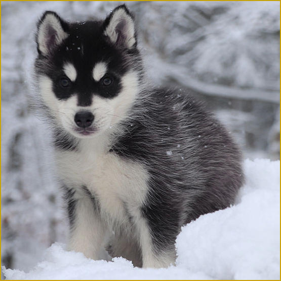 Siberian Husky Nordic Fire