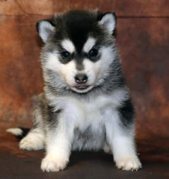 Siberian Husky Nordic Fire