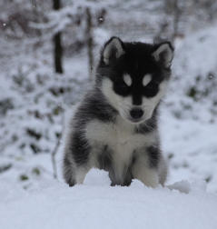 Siberian Husky Nordic Fire