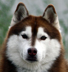 Siberian Husky Nordic Fire