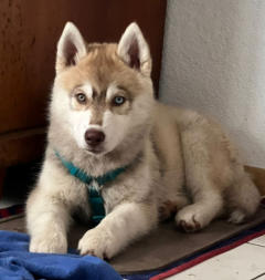 Siberian Husky Nordic Fire