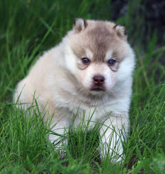 Siberian Husky Nordic Fire