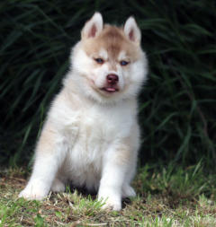 Siberian Husky Nordic Fire