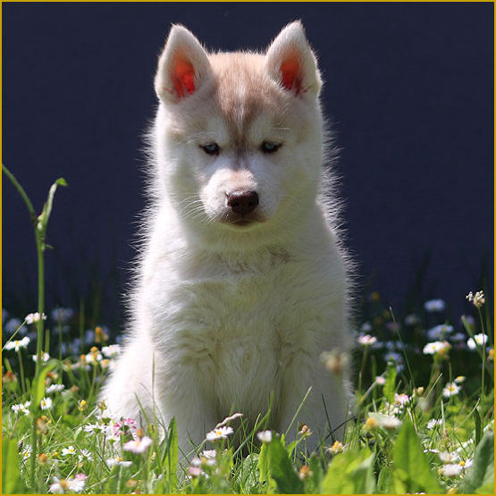 Siberian Husky Nordic Fire