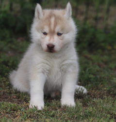 Siberian Husky Nordic Fire