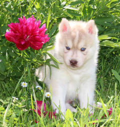 Siberian Husky Nordic Fire