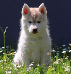 Siberian Husky Nordic Fire