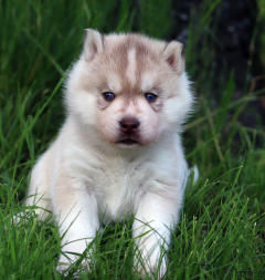 Siberian Husky Nordic Fire