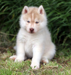 Siberian Husky Nordic Fire