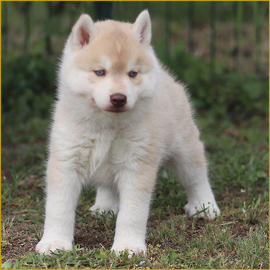 Siberian Husky Nordic Fire