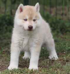 Siberian Husky Nordic Fire