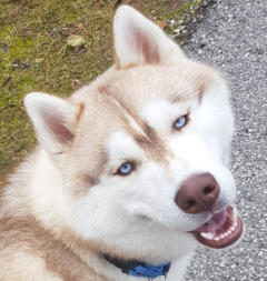 Siberian Husky Nordic Fire