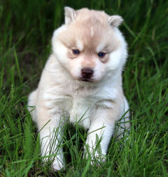 Siberian Husky Nordic Fire