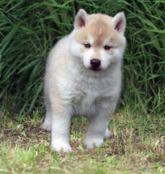 Siberian Husky Nordic Fire