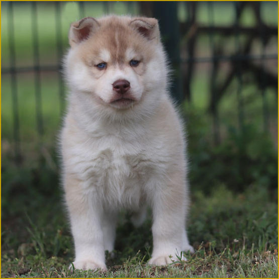 Siberian Husky Nordic Fire