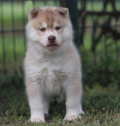 Siberian Husky Nordic Fire