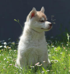 Siberian Husky Nordic Fire