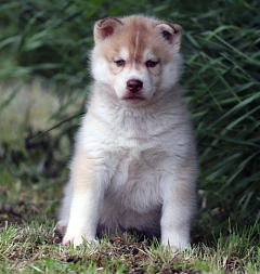 Siberian Husky Nordic Fire