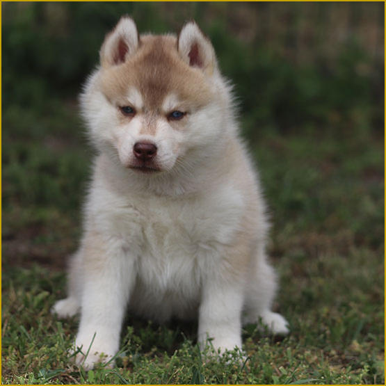 Siberian Husky Nordic Fire