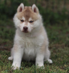 Siberian Husky Nordic Fire