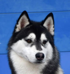 Siberian Husky Nordic Fire