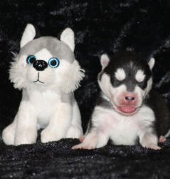 Siberian Husky Nordic Fire