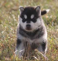 Siberian Husky Nordic Fire