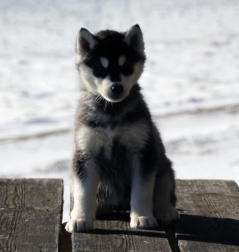 Siberian Husky Nordic Fire