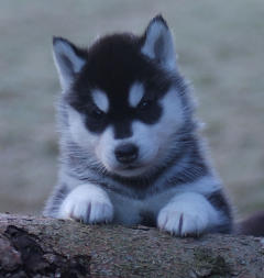 Siberian Husky Nordic Fire