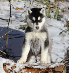 Siberian Husky Nordic Fire