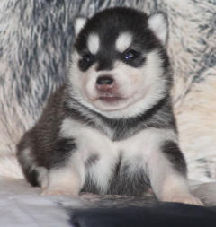 Siberian Husky Nordic Fire