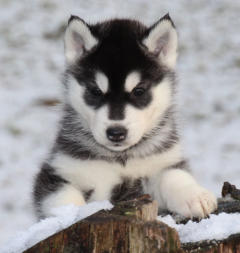 Siberian Husky Nordic Fire