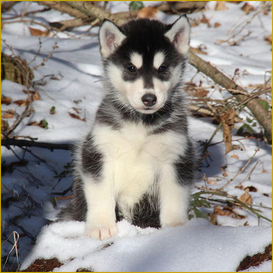 Siberian Husky Nordic Fire