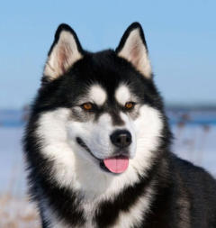 Siberian Husky Nordic Fire