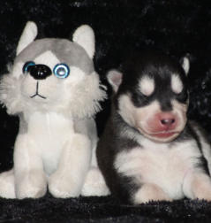 Siberian Husky Nordic Fire