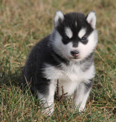 Siberian Husky Nordic Fire