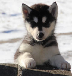 Siberian Husky Nordic Fire