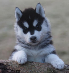 Siberian Husky Nordic Fire