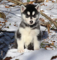 Siberian Husky Nordic Fire