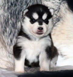 Siberian Husky Nordic Fire