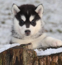 Siberian Husky Nordic Fire