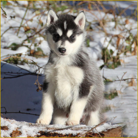 Siberian Husky Nordic Fire