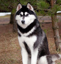 Siberian Husky Nordic Fire