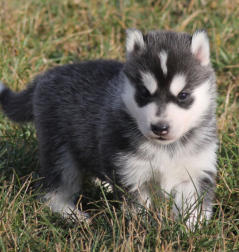 Siberian Husky Nordic Fire