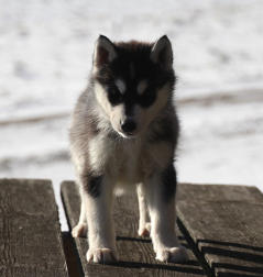 Siberian Husky Nordic Fire