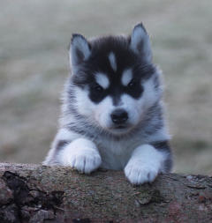 Siberian Husky Nordic Fire