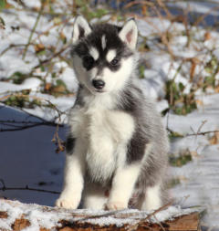 Siberian Husky Nordic Fire