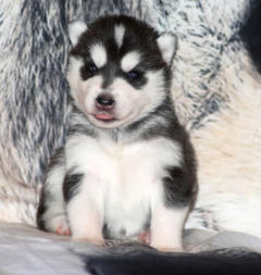 Siberian Husky Nordic Fire