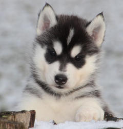 Siberian Husky Nordic Fire